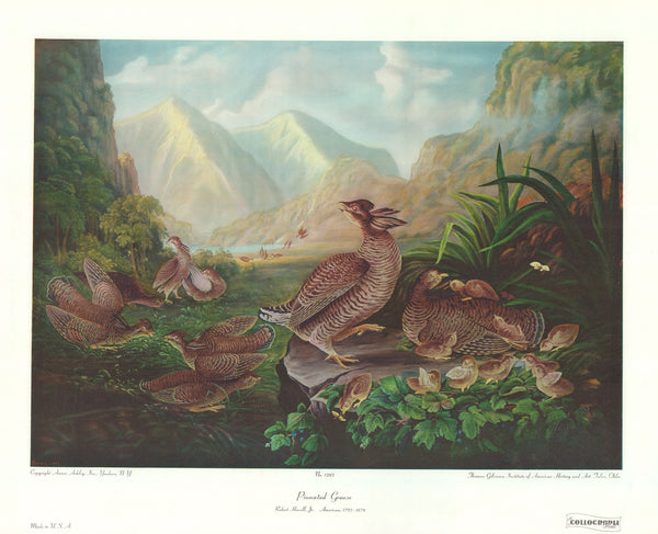 Pinnated Grouse by Robert Havell - 23 X 28 Inches (Art Print)