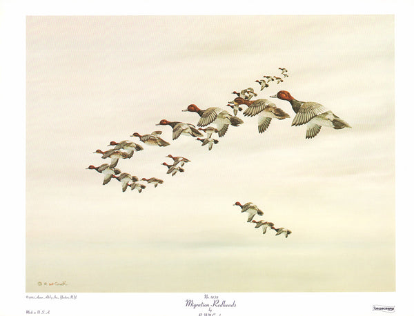 Migration - Redheads by R. W. Couch - 14 X 19 Inches (Art Print)