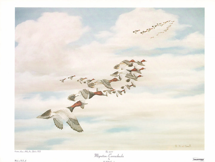 Migration - Canvasbacks by R. W. Couch - 14 X 19 Inches (Art Print)