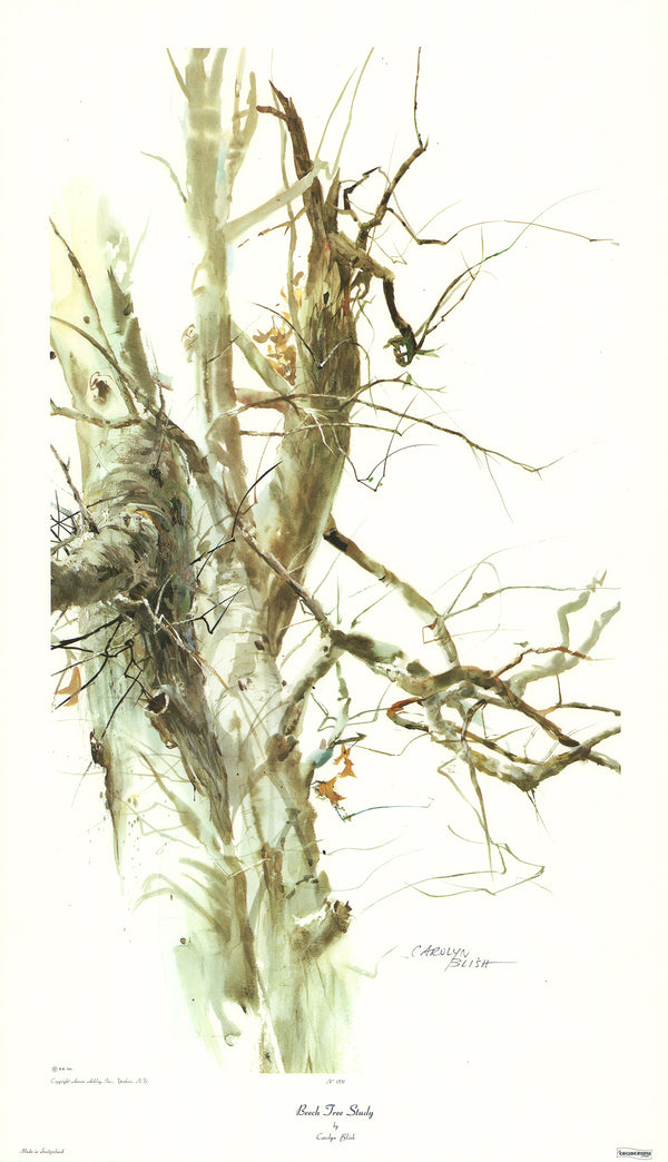 Old Beech Tree Study by Carolyn Blish - 20 X 33 Inches (Art Print)