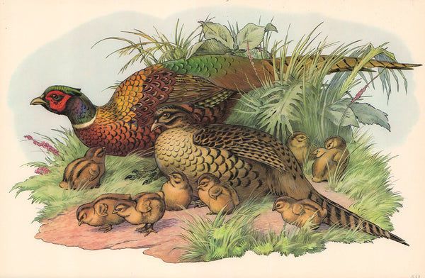 Pheasant & Brood by Unknow - 12 X 18 Inches (Art print)