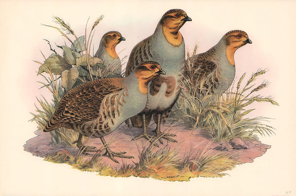 Quails by Unknow - 12 X 18 Inches (Art print)