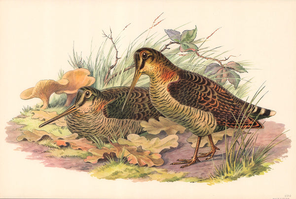 Woodcocks & Hen by Unknow - 12 X 18 Inches (Art print)