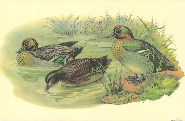 Three Ducks Woodtail by Unknow - 12 X 18 Inches (Art print)