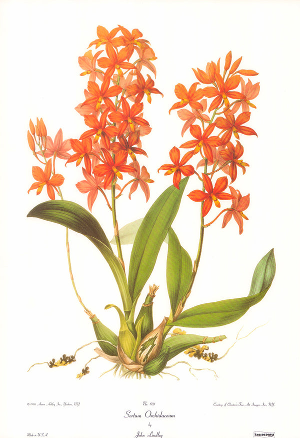 Sertum Orchidaceum by John Lindley - 14 X 20 Inches (Art Print)