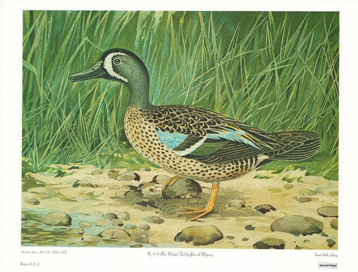 Blue Winged Teal by John L. Ridgway - 14 X 19 Inches (Art print)