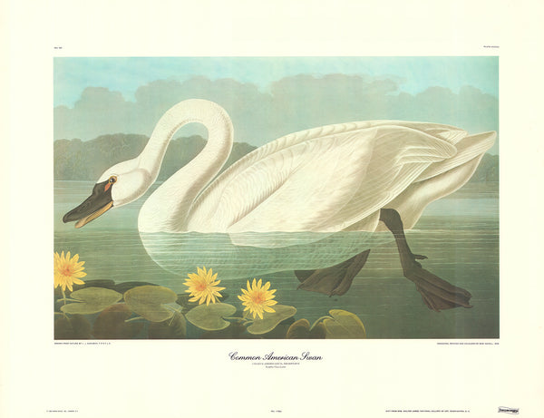 Common American Swan by J. John Audubon - 23 X 30 Inches (Art Print)