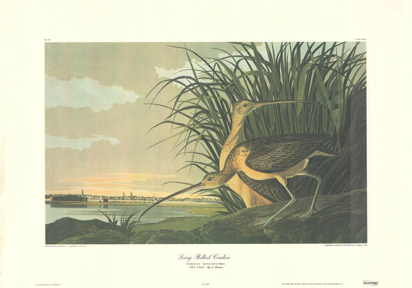 Long Billed Curlew by J. John Audubon - 22 X 31 Inches (Art Print)