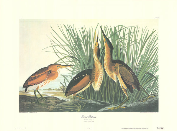 Least Bittern by J. John Audubon - 23 X 31 Inches (Art Print)