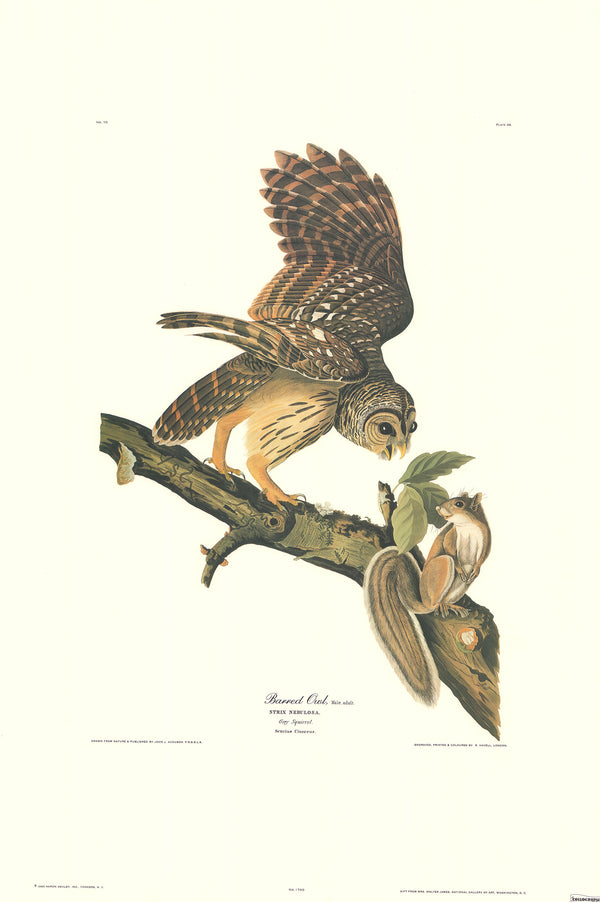 Barred Owl by J. John Audubon - 23 X 33 Inches (Art Print)