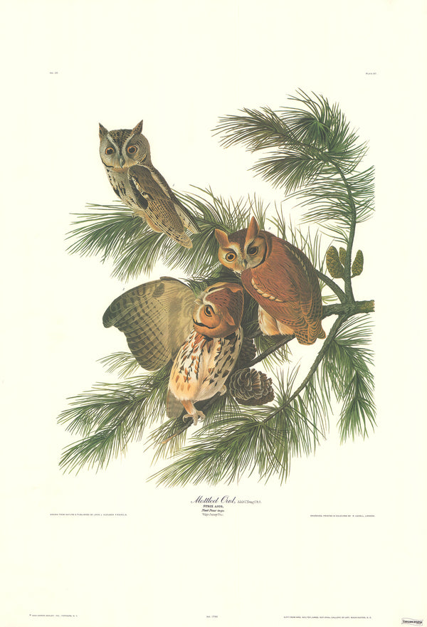Mottled Owl by J. John Audubon - 23 X 33 Inches (Art Print)