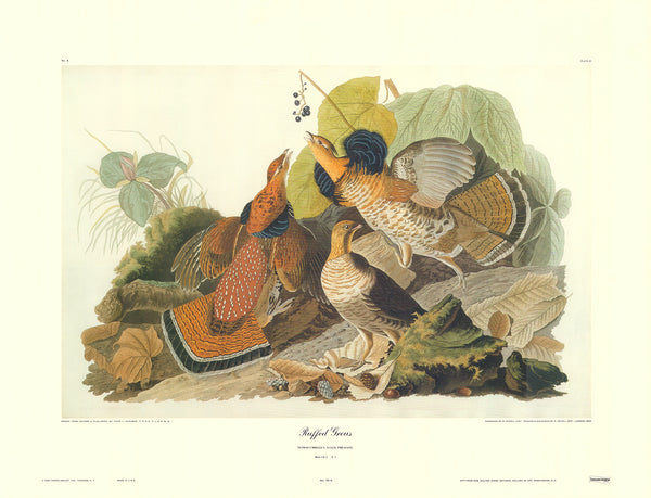 Ruffed Grous by J. John Audubon - 23 X 30 Inches (Art Print)