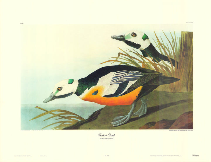 Western Duck by J. John Audubon - 23 X 30 Inches (Art Print)