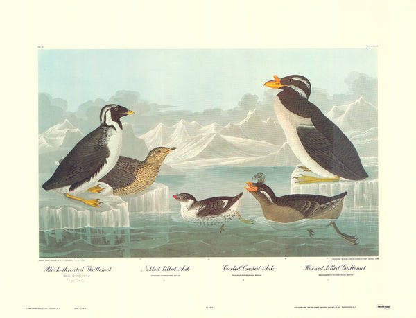Nobbed Billed Auk by J. John Audubon - 23 X 30 Inches (Art Print)