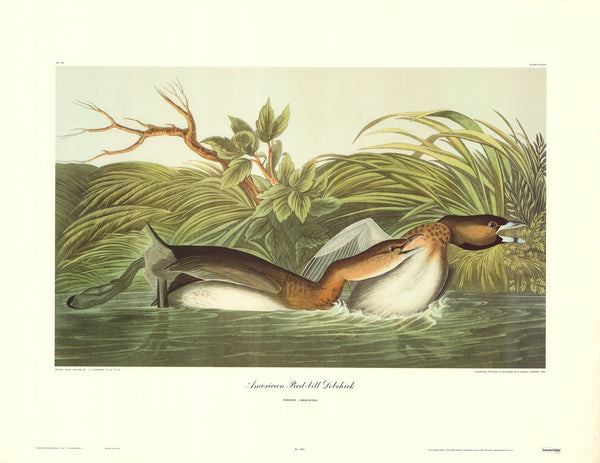 American Pied Bill Dobchick by J. John Audubon - 23 X 30 Inches (Art Print)