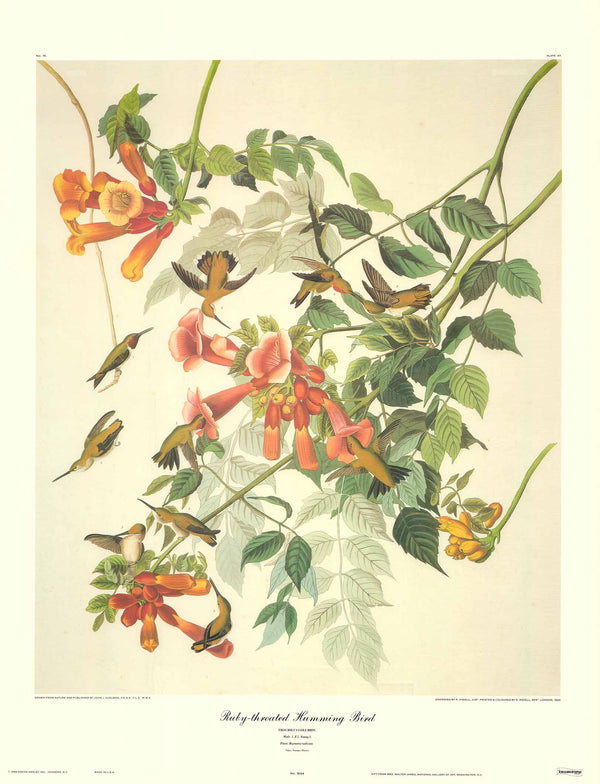 Ruby-Throated Humming Bird by J. John Audubon - 23 X 30 Inches (Art Print)