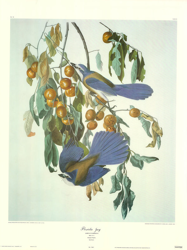 Florida Jay by J. John Audubon - 23 X 30 Inches (Art Print)