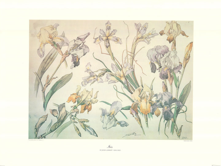 Iris by Henri Lambert - 23 X 30 Inches (Art Print)