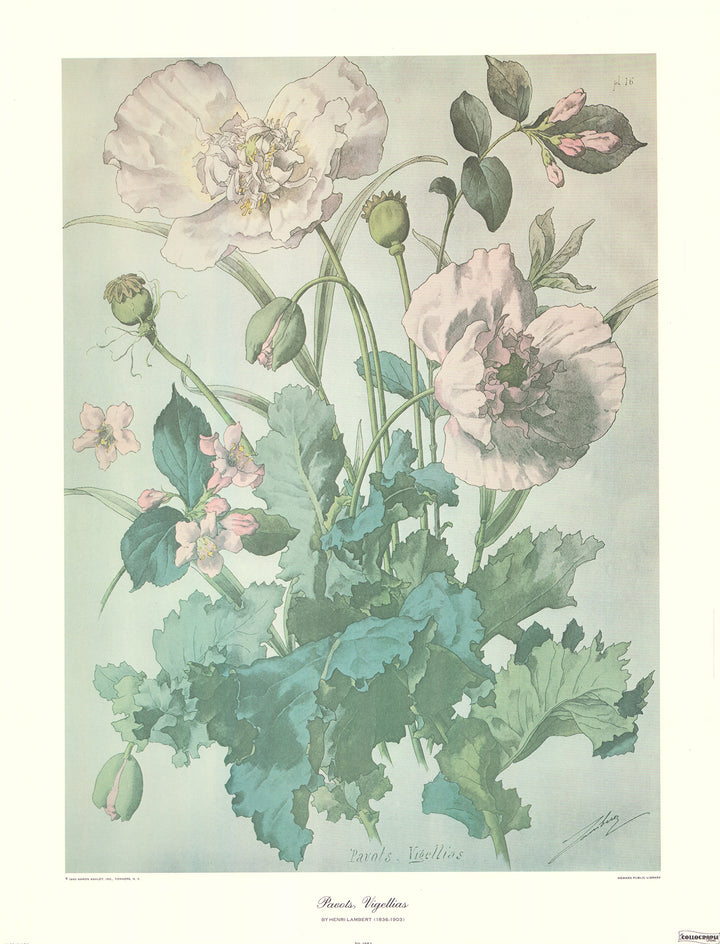 Pavots Vigellias by Henri Lambert - 20 X 26 Inches (Art Print)