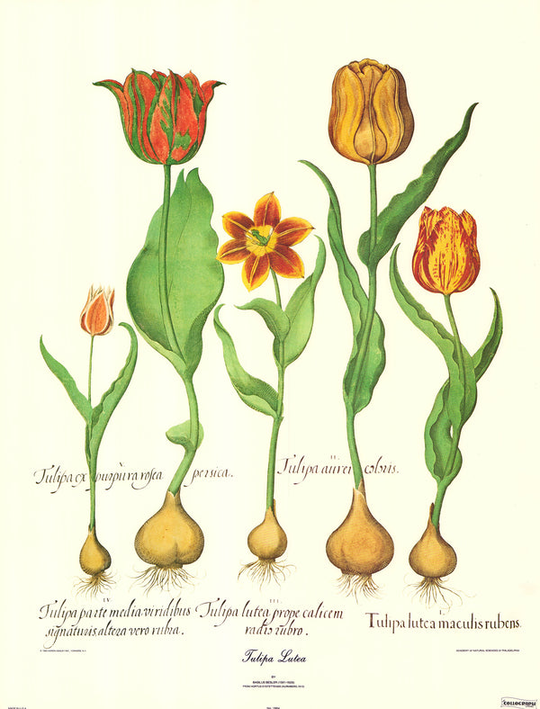 Tulipa Lutea by Basilus Besler - 20 X 26 Inches (Art Print)