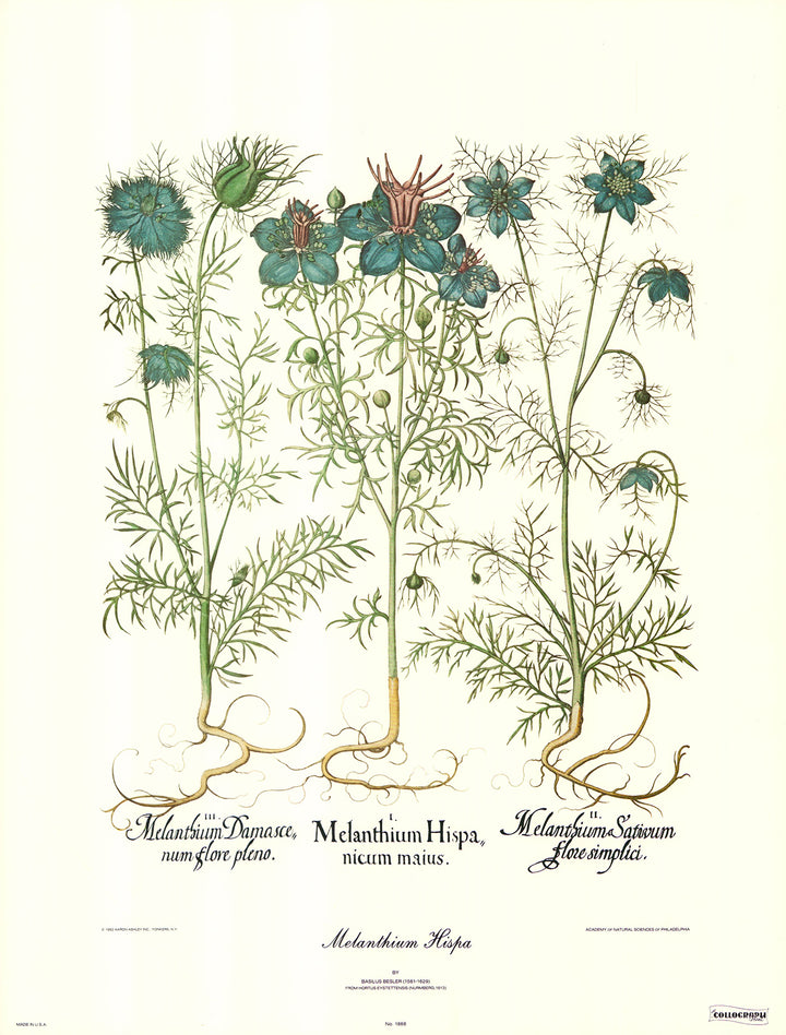 Melanthium Hispa by Basilus Besler - 18 X 23 Inches (Art Print)