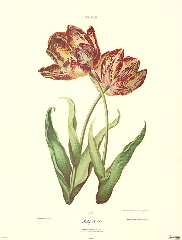 Tulipa X 56, 1756 by Chistoph Jacob Trew - 20 X 26 Inches (Art Print)