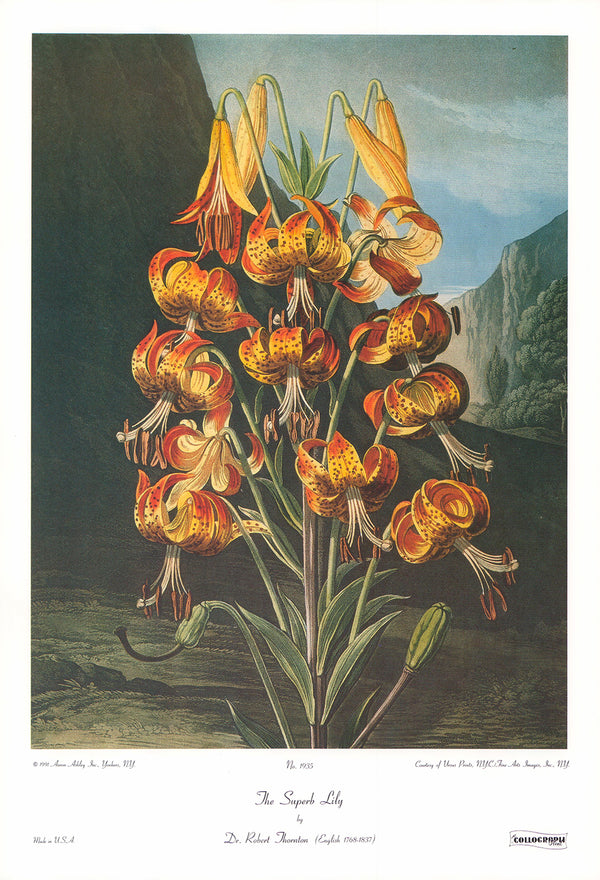 The Super Lily by Dr. Robert Thornton - 14 X 20 Inches (Art Print)