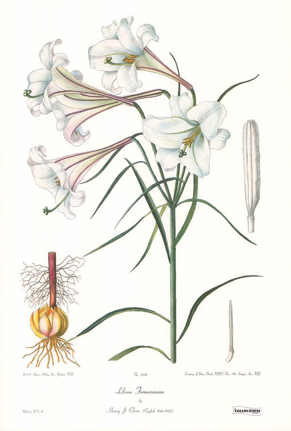 Lilium Formosanum by Henry J. Elwes - 14 X 20 Inches (Art Print)