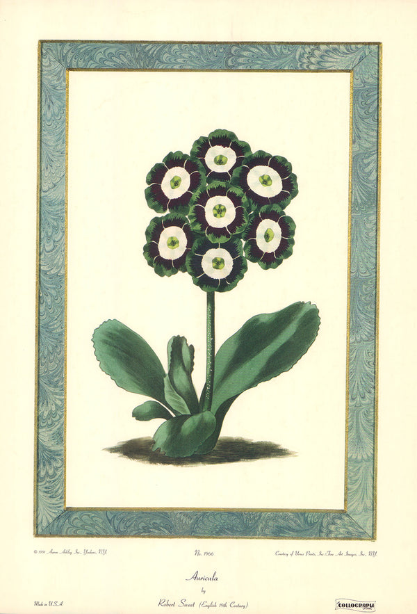 Auricula by Robert Sweet - 14 X 20 Inches (Art Print)