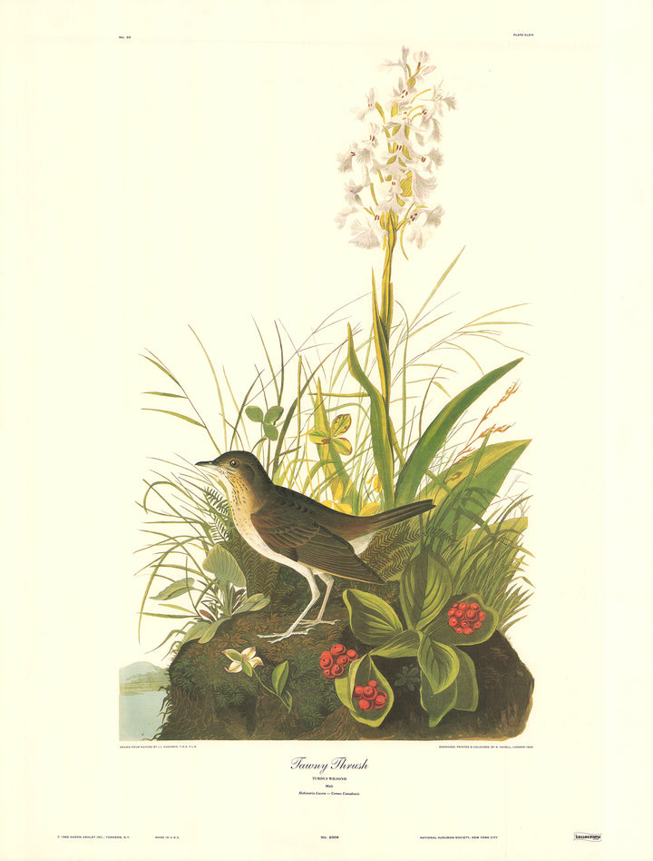 Tawny Thrush by J. John Audubon - 23 X 30 Inches (Art Print)