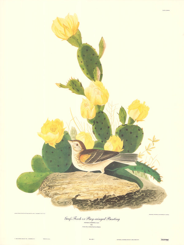 Grafs Finch or Bay-Winged Bunting by J. John Audubon - 23 X 30 Inches (Art Print)