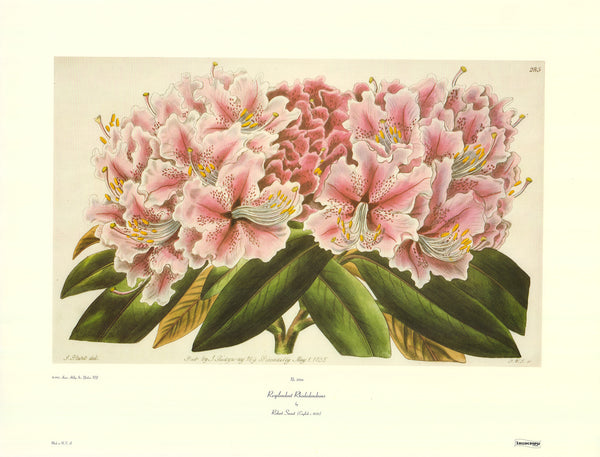 Resplendent Rhododendrons by Robert Sweet - 23 X 30 Inches (Art Print)