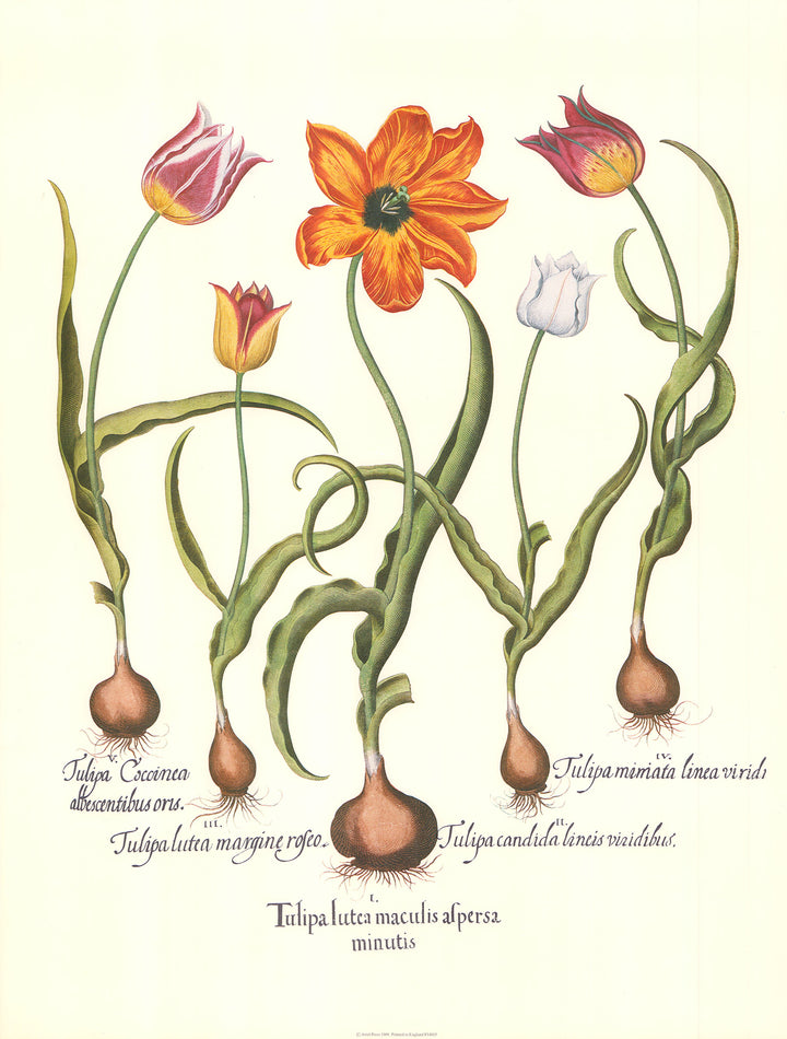 Tulipa Lutca Maculis Alpersa Minutis by Basilus Besler - 20 X 26 Inches (Art Print)