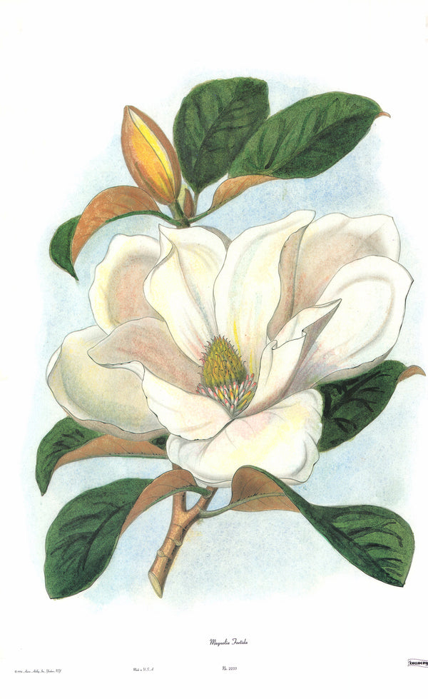 Magnolias Foetida by Unknow - 23 X 35 Inches (Art Print)