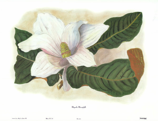 Magnolias - Macrophylla by Anonymous - 18 X 23 Inches (Art Print)