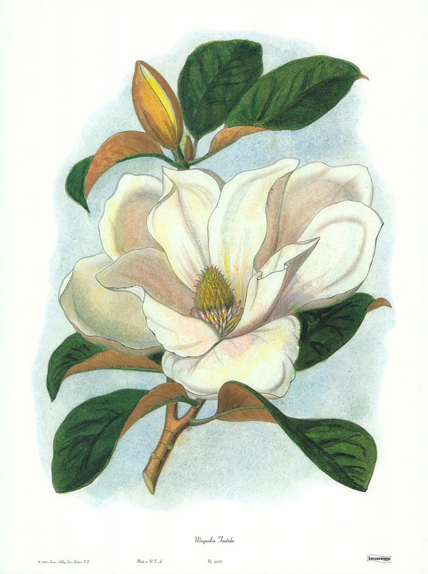 Magnolias - Foetida by Anonymous - 18 X 23 Inches (Art Print)