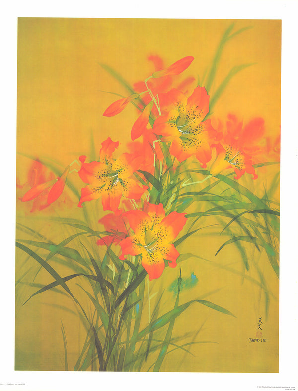 Tiger Lily by David Lee - 21 X 27 Inches (Art Print)