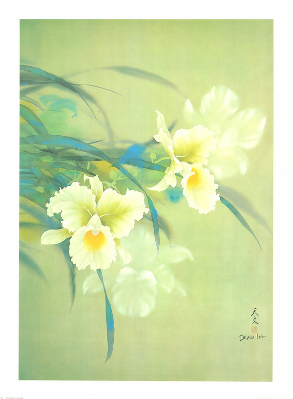 White Orchid by David Lee - 25 X 34 Inches (Art Print)