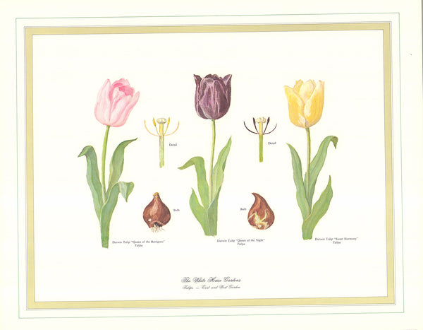 Tulips - East & West Garden by Harold Sterner - 16 X 20 Inches (Art Print)