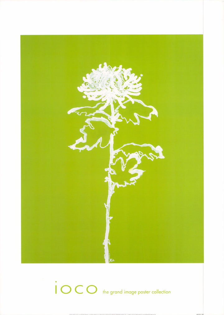 A Chrysanthemum I, 2005 by Filippo Ioco - 20 X 28 Inches (Art Print)