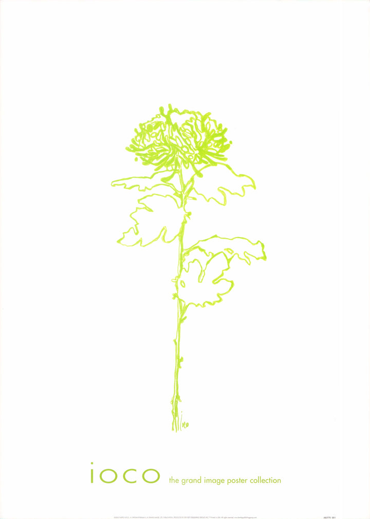 A Chrysanthemum II, 2005 by Filippo Ioco - 20 X 28 Inches (Art Print)