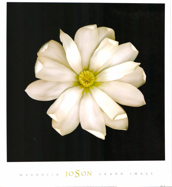 Magnolia, 2005 by Joson - 20 X 22 Inches (Art Print)