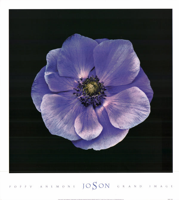 Poppy Anemone, 2005 by Joson - 20 X 22 Inches (Art Print)