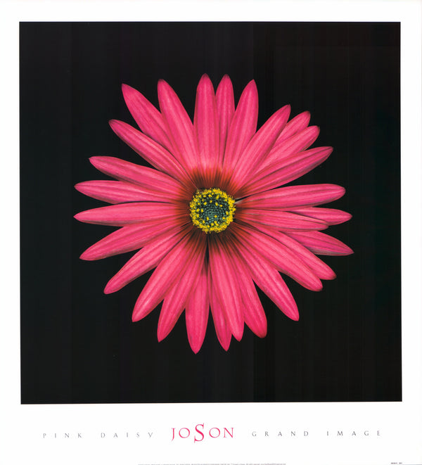 Pink Daisy, 2005 by Joson - 20 X 22 Inches (Art Print)