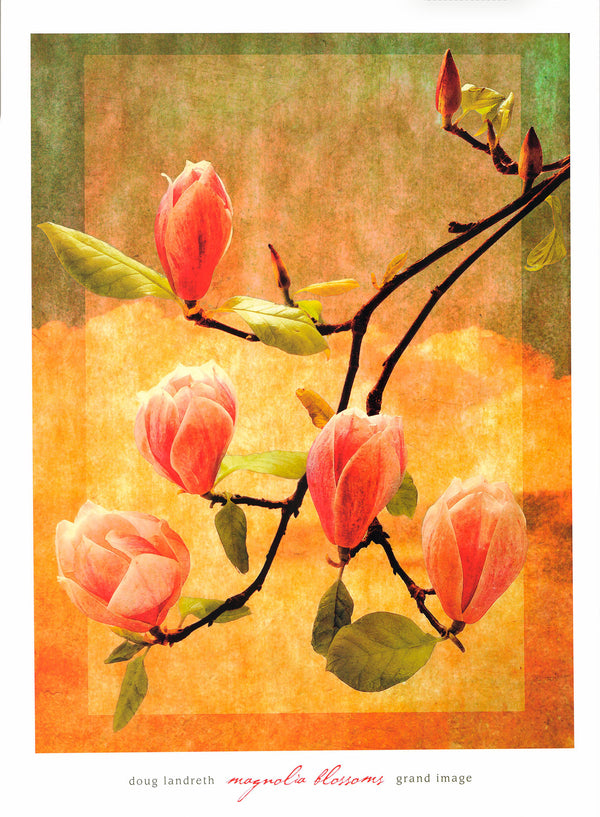 Magnolia Blossoms by Doug Landreth - 27 X 20 Inches (Art Print)