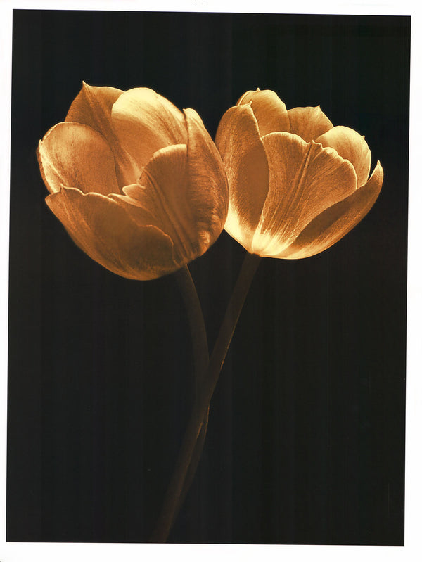 Illuminated Tulips II by Ilona Wellmann - 19 X 25 Inches (Art Print)