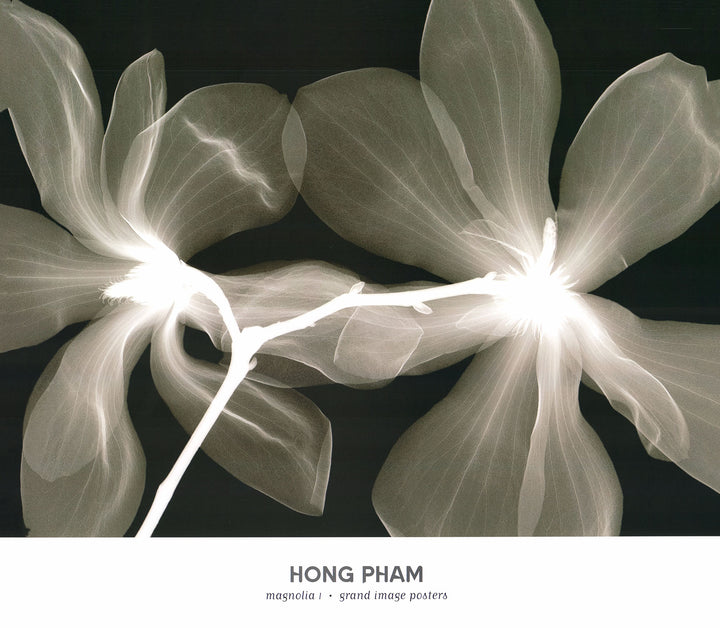 Magnolia I by Hong Pham - 21 X 24 Inches (Art Print)