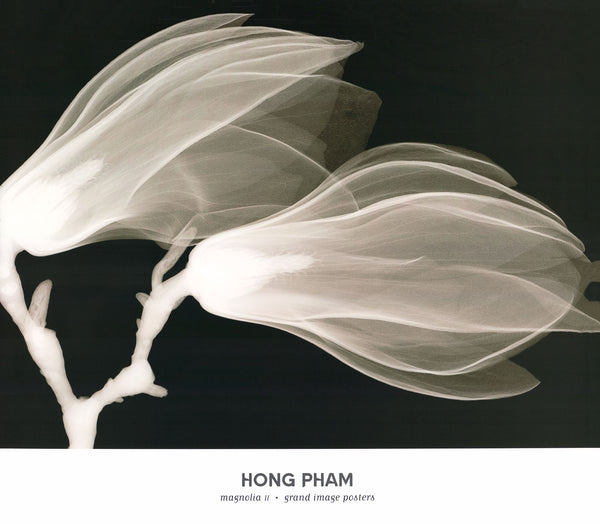 Magnolia II by Hong Pham - 21 X 24 Inches (Art Print)