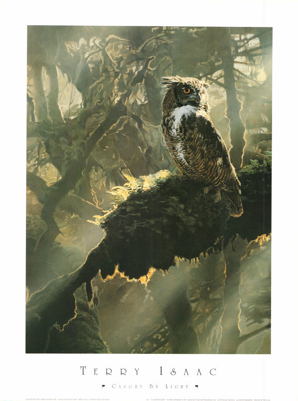 Caught by Light Great Horned Owl, 1989 by Terry Isaac - 22 X 30 Inches (Art Print)