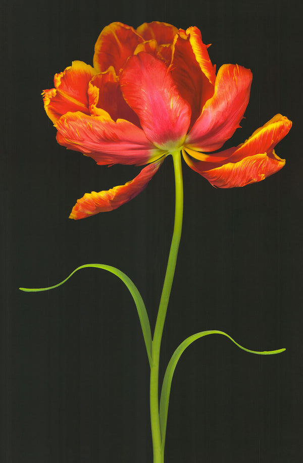 Tulip Fantasy I by Joson - 36 X 24 Inches (Art Print)